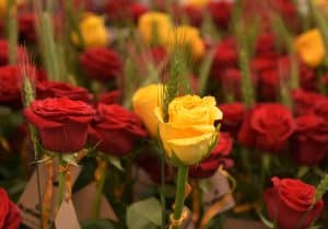 Sant Jordi in Barcelona: the most special spring festival
